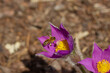 Honey bee pollinated blue or violet flowering flower of Pasqueflower
