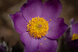 spring flower Pasqueflower- Pulsatilla grandis detail of flower carpel and stamen with pollen