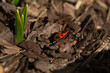 Boxelder Bugs (Boisea trivittata)  spring bug