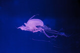 Fototapeta Tęcza - underwater photos of jellyfish chrysaora quinquecirrha jellyfish the atlantic sea nettle