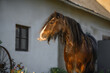 beautiful tinker horse portrait by the stables outdoors