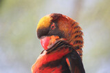 Fototapeta Lawenda - Cute Red and Yellow Parakeet Headshot in Indianapolis, IN, USA