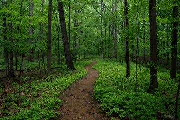  A scenic dirt path in a forest. Ideal for nature and outdoor concepts