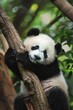 © Fotograf - A cute panda bear sitting on a tree branch. Suitable for wildlife and nature concepts