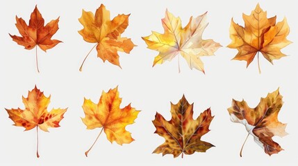 Vibrant leaves of various colors on a plain white background. Suitable for autumn themes and nature concepts