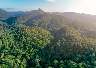 Wall Mural - Aerial view of lush green trees in forest on mountains. Dense green tree captures CO2. Green tree nature background for carbon neutrality and net zero emissions concept. Sustainable green environment.