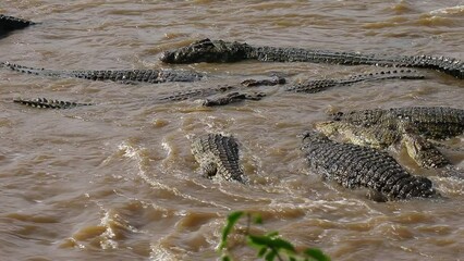 Wall Mural - Nile crocodiles are eating wildebeest in the Mara river. Kenya. Masai Mara. Africa. 