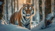 Siberian Tiger or Amur Tiger standing in snow covered winter forest.