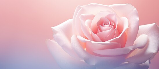 Poster - A close up image of a tender pink rose highlighting its delicate beauty and capturing the essence of its petals The image offers ample copy space for creative use