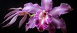 A beautiful Cattleya Orchid is displayed in a picture with empty space surrounding it. with copy space image. Place for adding text or design