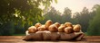 A copy space image features potatoes growing in a bag on a wooden garden table