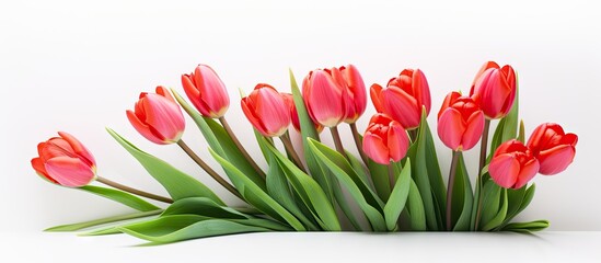 Poster - A close up image of a bunch of red tulips isolated on a white background creating a spring flowers banner The photo concept features the beauty of the tulips with copy space available