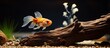 A Fancy Fantail Goldfish is seen foraging in the gravel substrate while a Pleco catfish rests on driftwood The copy space image showcases their natural behavior