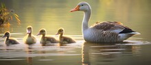 A Family Of Greylag Geese Consisting Of Two Adult Geese And Their Five Goslings Can Be Seen Swimming Gracefully In The Water In This Copy Space Image