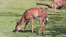 The Nyala, Tragelaphus Angasii Is A Spiral-horned Antelope Native To Southern Africa. It Is A Species Of The Family Bovidae And Genus Nyala, Also Considered To Be In The Genus Tragelaphus. 
