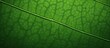 © vxnaghiyev - A detailed close up of a textured green leaf with ample copy space in the image