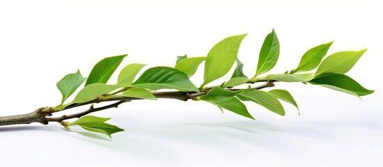 Wall Mural - A close up of a branch with young vibrant green tea leaves isolated on a white background The leaves are freshly picked from an organic tea plantation providing a representation of homegrown healthy