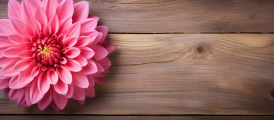 Fototapete - A beautiful pink dahlia on a rustic wooden background providing ample copy space for creative designs or text