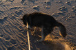 A husky dog ​​digs a hole on a sandy beach.