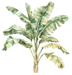 Detailed tropical banana plant illustration