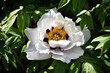 Peony flower. large white flowers with green leaves. delicate white peony flowers with yellow pollen inside, blooming in the garden. beautiful multi-colored peony, macro close-up background. open