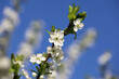 Cherry blossom in spring garden on blue sky background. White flowers and young green leaves on a branch