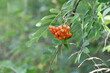 red rowan berries on a branch with leaves. autumn background. Rowan branches covered with beautiful red berries. ripe Rowan. red rowan close-up. summer or autumn background