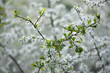 Twig of flowering blackthorn, Prunus spinosa, in spring. white flowers, natural floral background. delicate spring flowers, close-up. spring natural background, flowering tree