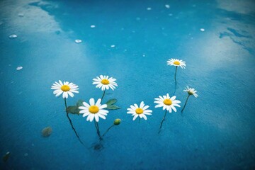 Wall Mural - daisies on blue background