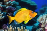 Fototapeta Do akwarium - A colored clown fish swims among the corals