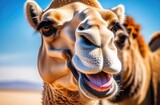 Fototapeta Do akwarium - a camel with a big smile on a light background