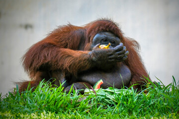 Wall Mural - An adult ape called an orangutan is holding his fruit food 