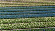 Aerial drone view of bulb fields of tulips and hyacinths in springtime, beautiful spring flowers fields background from above, Lisse, Zuid Holland, Netherlands
