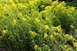 yellow flowers of  Euphorbia Palustris wild plant at spring