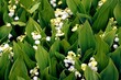 white fragrant flowers of Convallaria Maialis plant in the garden at spring