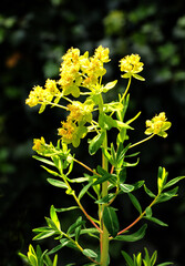 Wall Mural - yellow flowers of  Euphorbia Palustris wild plant at spring