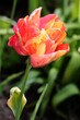colorful pretty tulips in the garden at spring