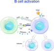 B cell activation. Antigen presentation