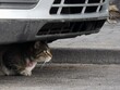 Kot ukrywa się pod autem