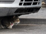 Fototapeta  - Kot ukrywa się pod autem