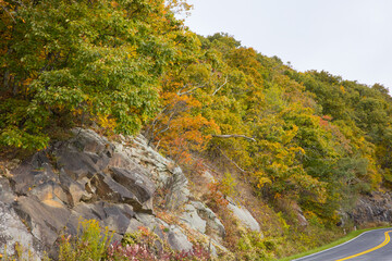 Colorful fall leaves