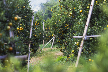 selective focus tangerines in the garden The tangerine orchard is full of fruit. Tangerines in the farmer's garden Chiang Mai, Thailand