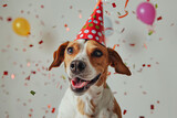 Fototapeta  - dog celebrating with red pary hat and blow-out
