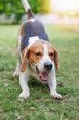 Playful beagle dog in green garden