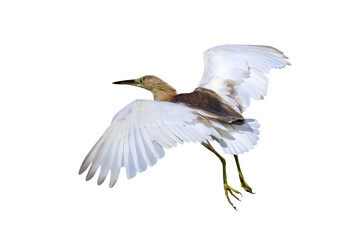 Wall Mural - Beautiful flying Indian pond heron isolated on transparent background.