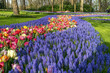 Jardin botanique aux tulipes de Keukenhof  , à Lisse  aux Pays-Bas