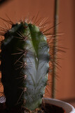 Fototapeta  - Cactus mojado