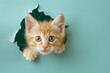 cute orange tabby kitten peak out  a hole of torn paper