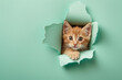 cute orange tabby kitten peak out  a hole of torn paper