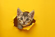 cute tabby kitten peak out  a hole of torn paper